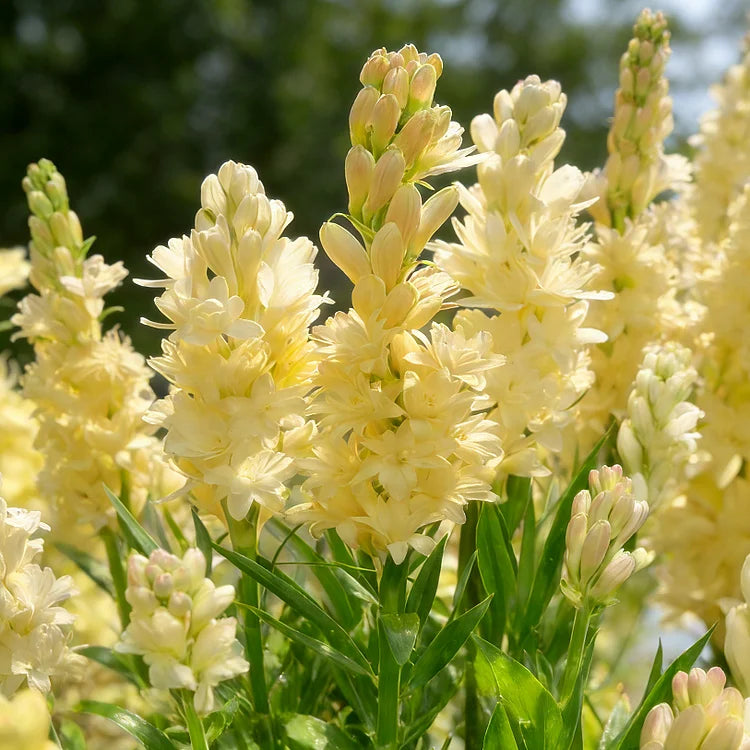 🌺DOUBLE PERFUME TUBEROSE BULBS—MOON GARDEN FLOWER🌺🌹Buy 1 Get 1 Free🌹