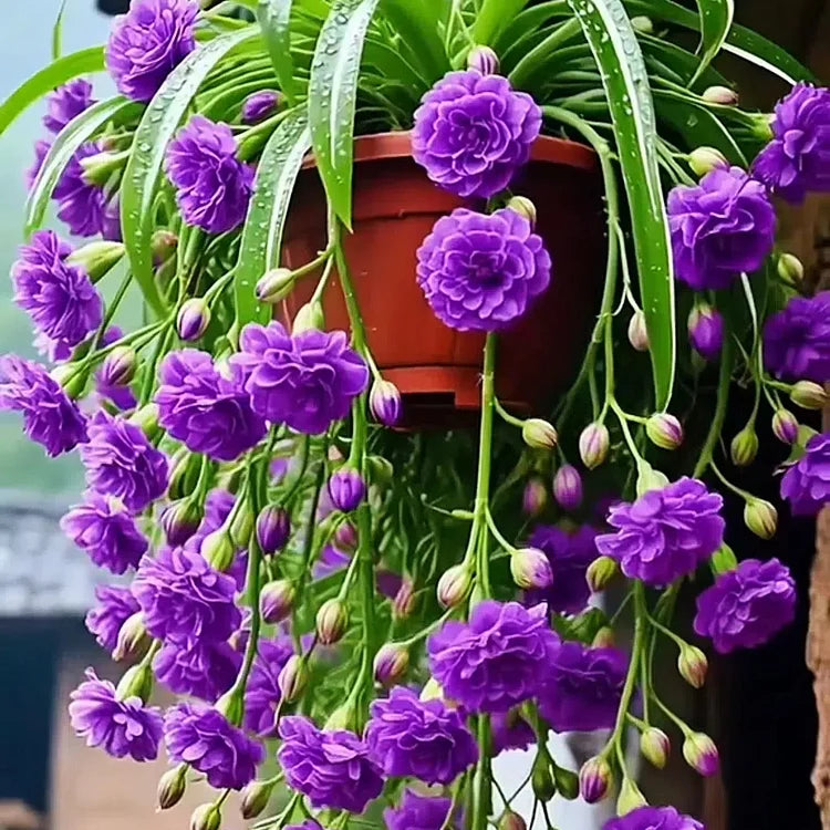 GRAND BLOOM SPIDER PLANT SEEDS/BULBS š NATUREāS HANGING MASTERPIECE OF COLOR & GRACEšøBUY 1 GET 1 FREE!!šø