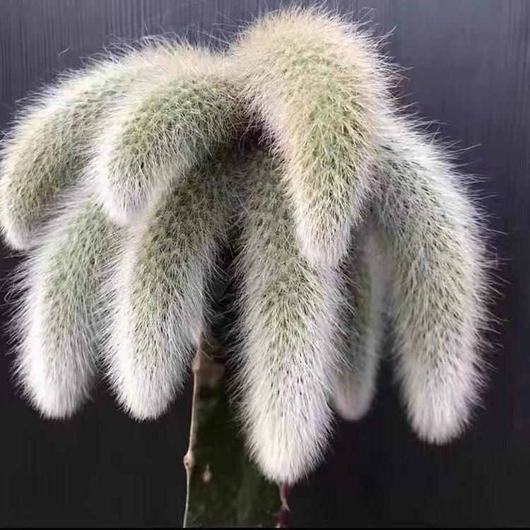 Monkey Tail Cactus Seeds🐒🌵🔥Buy 1 Get 1 Free🔥