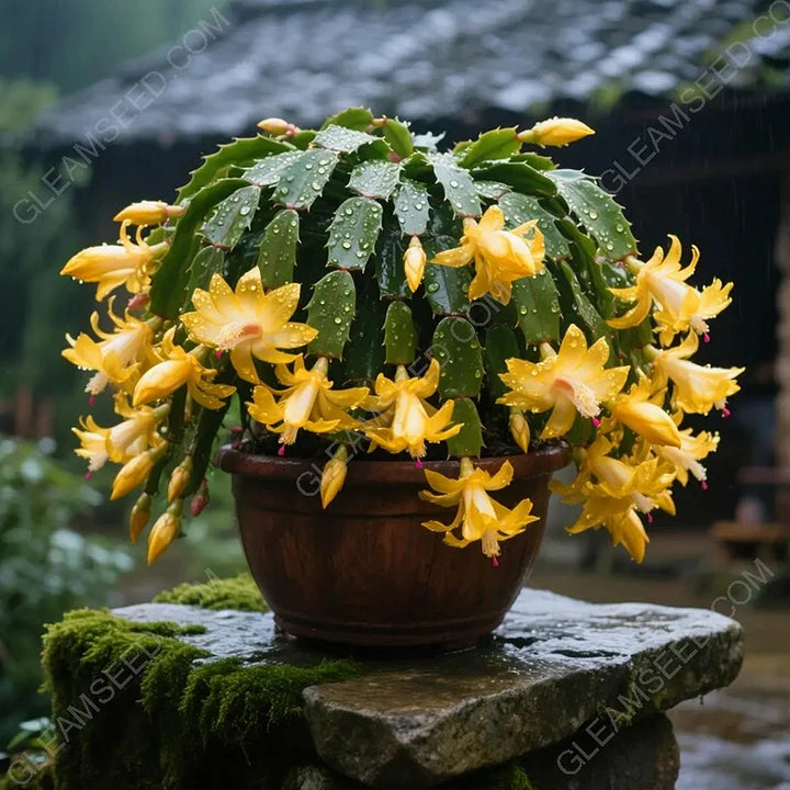 🎄 Christmas Cactus bulbs – A Warm Bloom in Winter🔥Buy 1 Get 1 Free🔥
