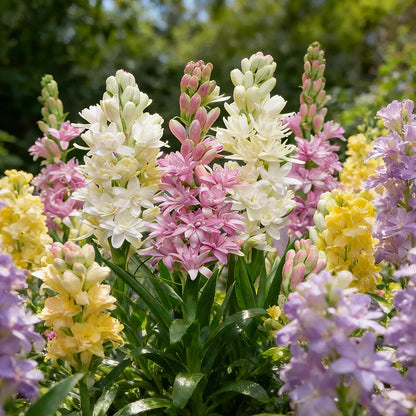 🌺DOUBLE PERFUME TUBEROSE BULBS—MOON GARDEN FLOWER🌺🌹Buy 1 Get 1 Free🌹