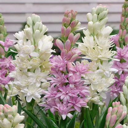 🌺DOUBLE PERFUME TUBEROSE BULBS—MOON GARDEN FLOWER🌺🌹Buy 1 Get 1 Free🌹