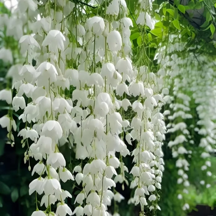 ✨ Midnight Perfume Series Seeds : Pure White Jasmine – Your Soft Night Bloom Scent🌿❄️🌸Buy 1 Get 1 Free🌸