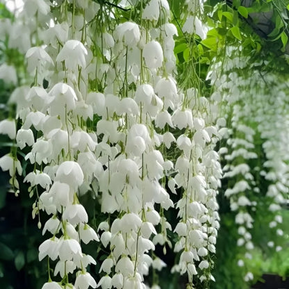 ✨ Midnight Perfume Series Seeds : Pure White Jasmine – Your Soft Night Bloom Scent🌿❄️🌸Buy 1 Get 1 Free🌸