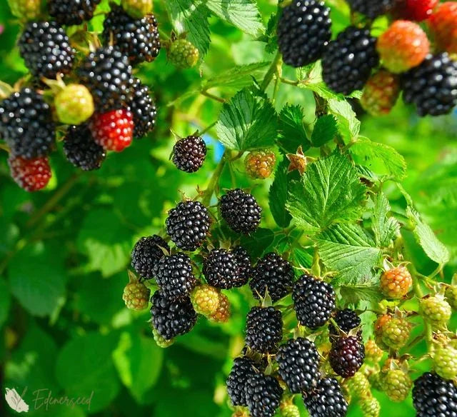 Giant Black Raspberry Seeds🔥Buy 1 Get 1 Free🔥