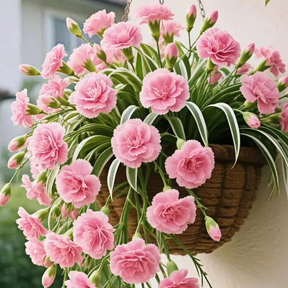 GRAND BLOOM SPIDER PLANT SEEDS/BULBS 💐 NATURE’S HANGING MASTERPIECE OF COLOR & GRACE🌸BUY 1 GET 1 FREE!!🌸