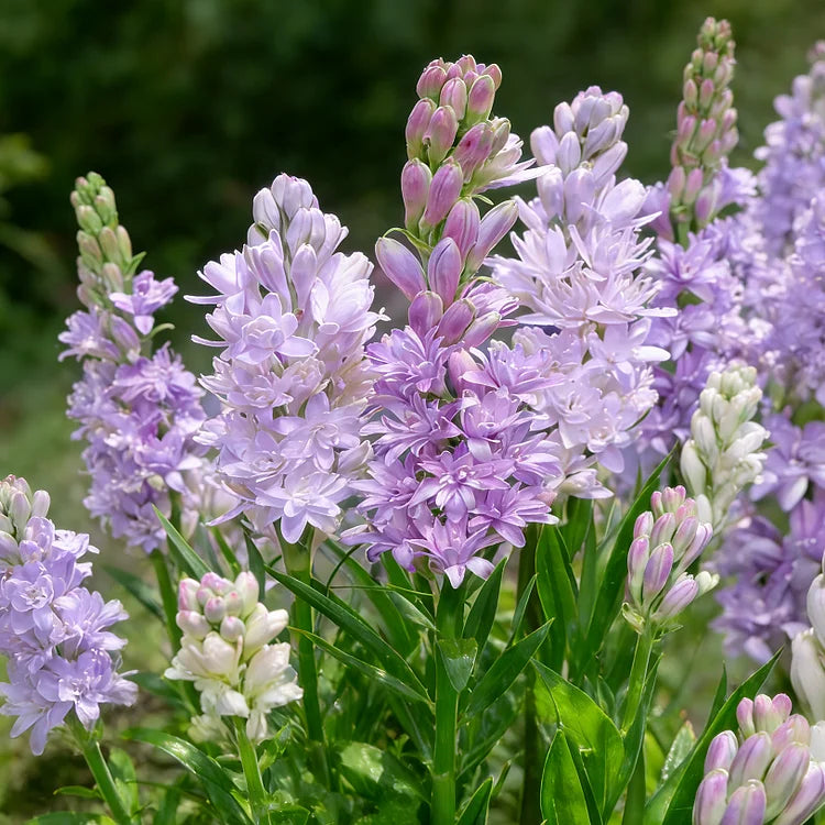🌺DOUBLE PERFUME TUBEROSE BULBS—MOON GARDEN FLOWER🌺🌹Buy 1 Get 1 Free🌹