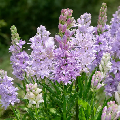 🌺DOUBLE PERFUME TUBEROSE BULBS—MOON GARDEN FLOWER🌺🌹Buy 1 Get 1 Free🌹
