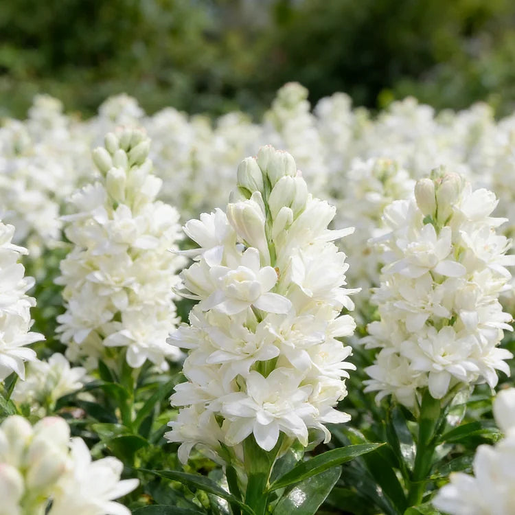 🌺DOUBLE PERFUME TUBEROSE BULBS—MOON GARDEN FLOWER🌺🌹Buy 1 Get 1 Free🌹