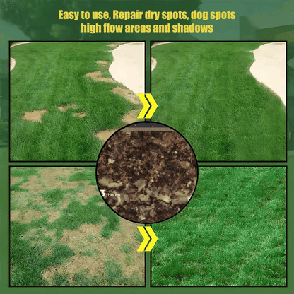 🔥Last Day Promotion 49% OFF🔥🌱2026 Evergreen Dwarf Grass Seed for Four Seasons | 🔥Buy 1 Get 1 Free🔥
