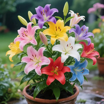 🌺COLORFUL PERFUME LILY BULBS—FRESH AND SWEET | 🔥Buy 1 Get 1 Free🔥
