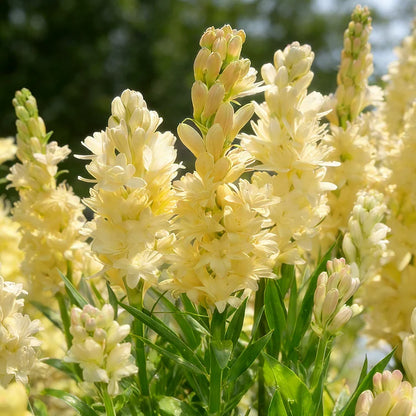 🌺DOUBLE PERFUME TUBEROSE BULBS—MOON GARDEN FLOWER🌺🌹Buy 1 Get 1 Free🌹