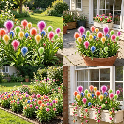 Multi-Color Fluffy Pom Pom Sunflower Seeds☀️Bring magic and beauty to your garden!☀️Buy 1 Get 1 Free☀️