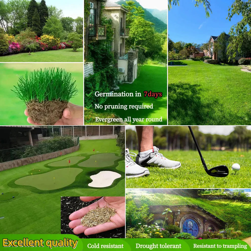 🔥Last Day Promotion 49% OFF🔥🌱2026 Evergreen Dwarf Grass Seed for Four Seasons | 🔥Buy 1 Get 1 Free🔥