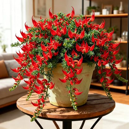 🌿🌸 Parrot Beak Spider Plant Bulbs 🦜 Unique Foliage, Easy to Grow🔥Buy 6 Get 6 Free Bulbs🔥