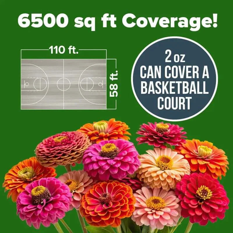 🔥HOT SALE 49% OFF-Zinnia Seeds - Pure Seeds - No Filler - USA Heirloom Flower Seeds🌺Buy 1 Get 1 free🌺