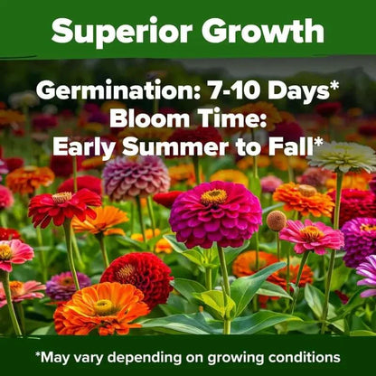 🔥HOT SALE 49% OFF-Zinnia Seeds - Pure Seeds - No Filler - USA Heirloom Flower Seeds🌺Buy 1 Get 1 free🌺