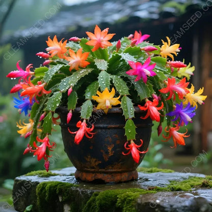 🎄 Christmas Cactus bulbs – A Warm Bloom in Winter🔥Buy 1 Get 1 Free🔥