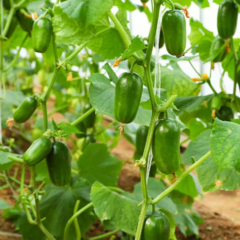 🔥Buy 1 Get 1 Free🔥Cucumber seeds "Golden Boy & Jade Girl" – With Plant Growth Supplement Free