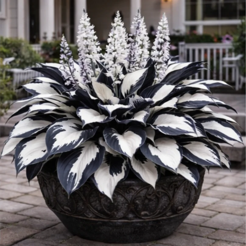 🌈 Hosta Bulbs 🌿 Multi-Color, Easy to Grow, Brighten Any Space🔥Buy 1 Get 1 Free🔥