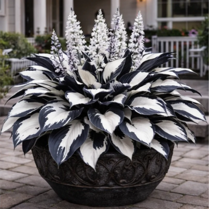 🌈 Hosta Bulbs 🌿 Multi-Color, Easy to Grow, Brighten Any Space🔥Buy 1 Get 1 Free🔥