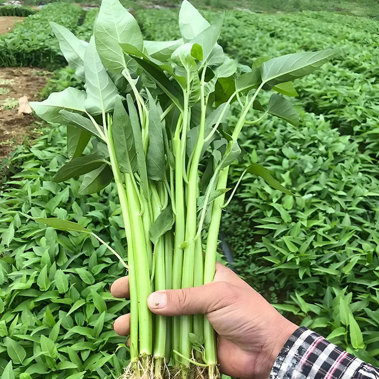 🌱TRIPLE-STEM WATER SPINACH SEEDS🌱🌸BUY 1 GET 1 FREE!!🌸