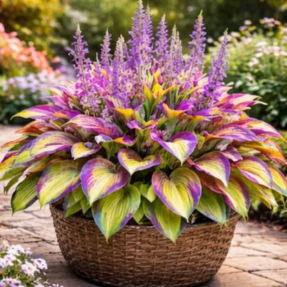 🌈 Hosta Bulbs 🌿 Multi-Color, Easy to Grow, Brighten Any Space🔥Buy 1 Get 1 Free🔥