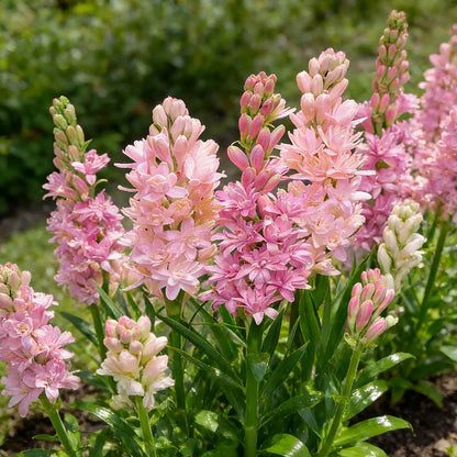 🌺DOUBLE PERFUME TUBEROSE BULBS—MOON GARDEN FLOWER🌺🌹Buy 1 Get 1 Free🌹