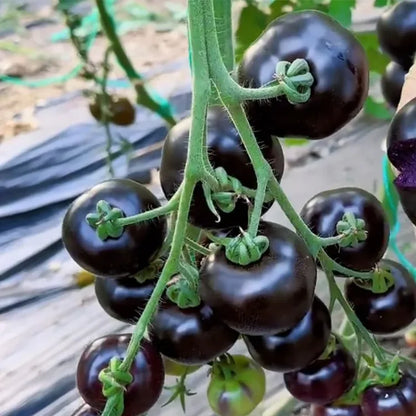 🍅Black Falls Giant Tomato Seeds | 🔥Buy 1 Get 1 Free🔥