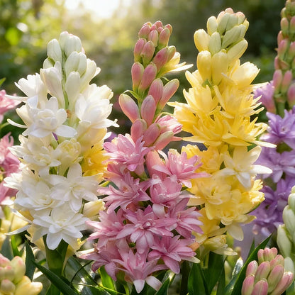 🌺DOUBLE PERFUME TUBEROSE BULBS—MOON GARDEN FLOWER🌺🌹Buy 1 Get 1 Free🌹