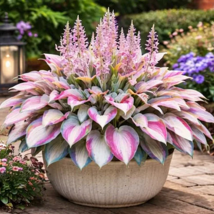 🌈 Hosta Bulbs 🌿 Multi-Color, Easy to Grow, Brighten Any Space🔥Buy 1 Get 1 Free🔥