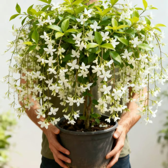 ✨ Midnight Perfume Series Seeds : Pure White Jasmine – Your Soft Night Bloom Scent🌿❄️🌸Buy 1 Get 1 Free🌸