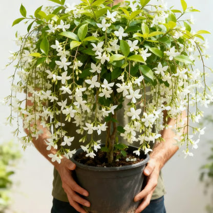 ✨ Midnight Perfume Series Seeds : Pure White Jasmine – Your Soft Night Bloom Scent🌿❄️🌸Buy 1 Get 1 Free🌸