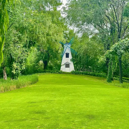🔥Last Day Promotion 49% OFF🔥🌱2026 Evergreen Dwarf Grass Seed for Four Seasons | 🔥Buy 1 Get 1 Free🔥