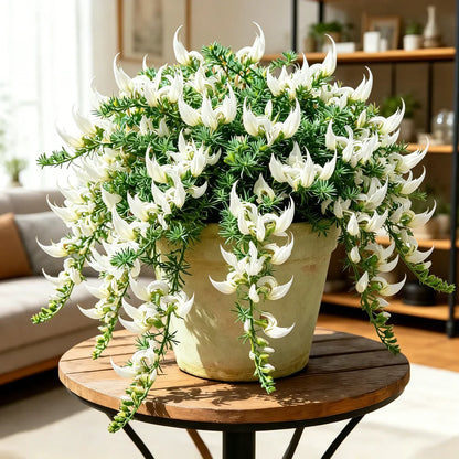 🌿🌸 Parrot Beak Spider Plant Bulbs 🦜 Unique Foliage, Easy to Grow🔥Buy 6 Get 6 Free Bulbs🔥