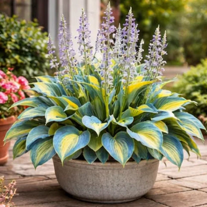 🌈 Hosta Bulbs 🌿 Multi-Color, Easy to Grow, Brighten Any Space🔥Buy 1 Get 1 Free🔥