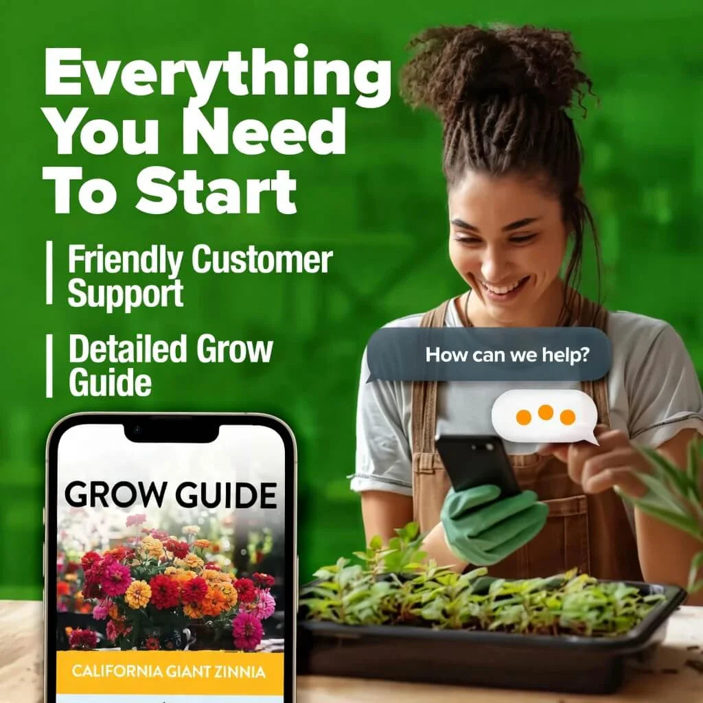 🔥HOT SALE 49% OFF-Zinnia Seeds - Pure Seeds - No Filler - USA Heirloom Flower Seeds🌺Buy 1 Get 1 free🌺