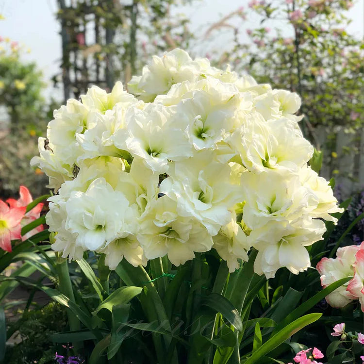 🌺 One Hippeastrum Bulbs, One Stunning Giant Bloom💥🏠🔥Buy 1 Get 1 Free🔥