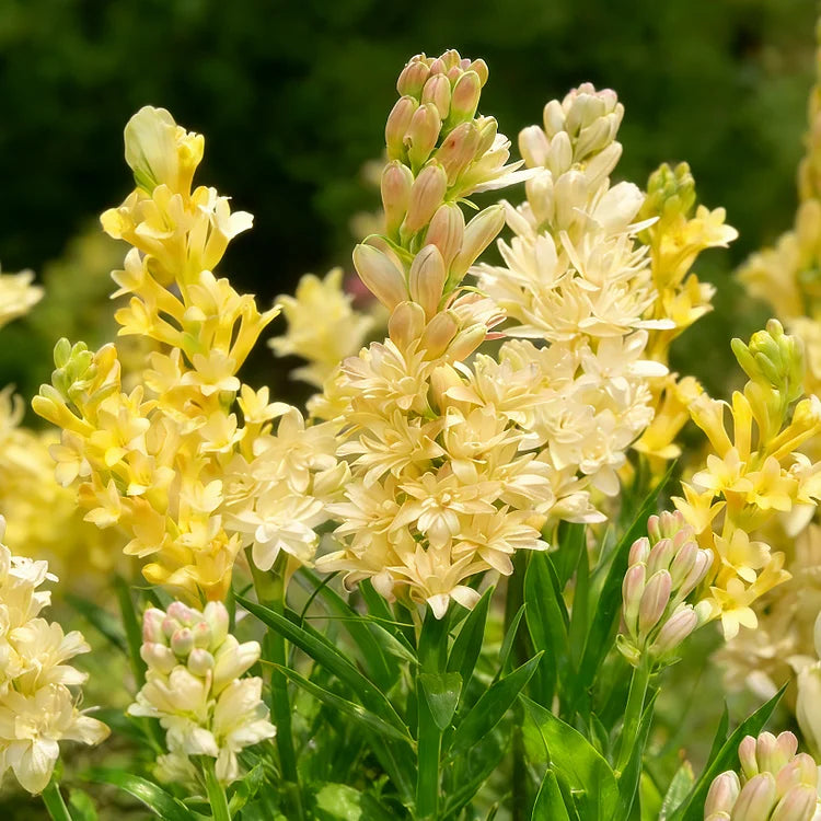 🌺DOUBLE PERFUME TUBEROSE BULBS—MOON GARDEN FLOWER🌺🌹Buy 1 Get 1 Free🌹