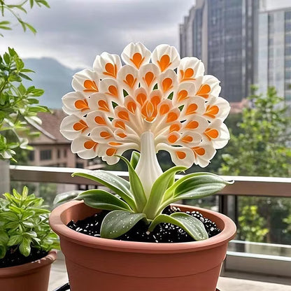 💠 “THE QUEEN OF FRAGRANT BLOOMS — PEACOCK ORCHID BULBS FOR PURE GARDEN LUXURY”🌸Buy 4 Get 4 Free Bulbs🌸