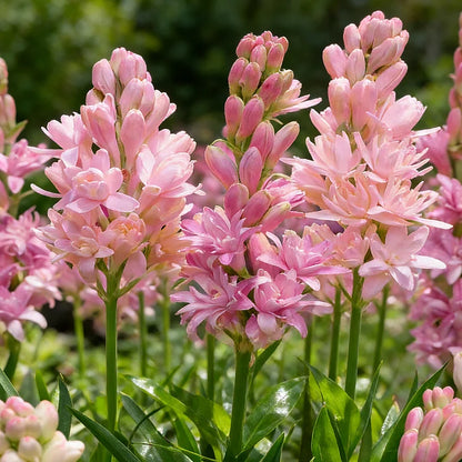🌺DOUBLE PERFUME TUBEROSE BULBS—MOON GARDEN FLOWER🌺🌹Buy 1 Get 1 Free🌹