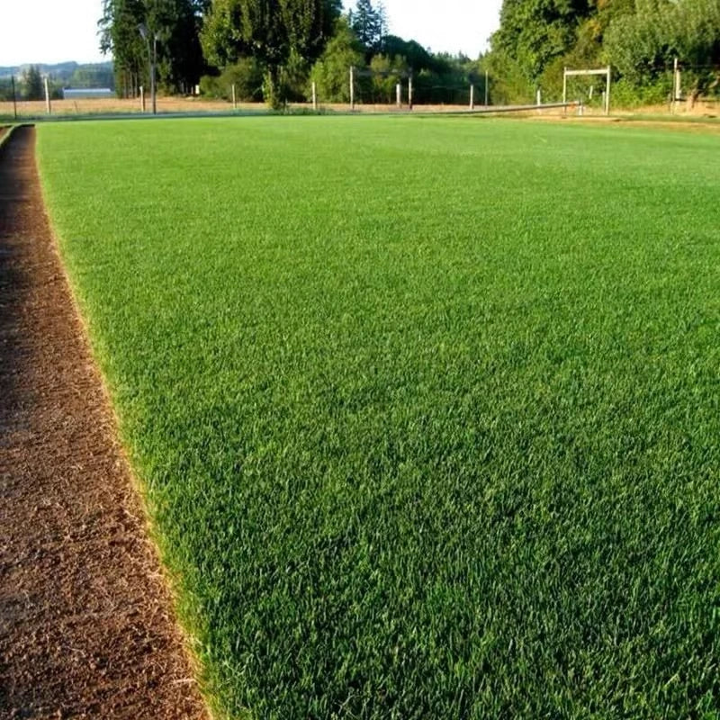 🔥Last Day Promotion 49% OFF🔥🌱2026 Evergreen Dwarf Grass Seed for Four Seasons | 🔥Buy 1 Get 1 Free🔥