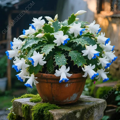 🎄 Christmas Cactus bulbs – A Warm Bloom in Winter🔥Buy 1 Get 1 Free🔥