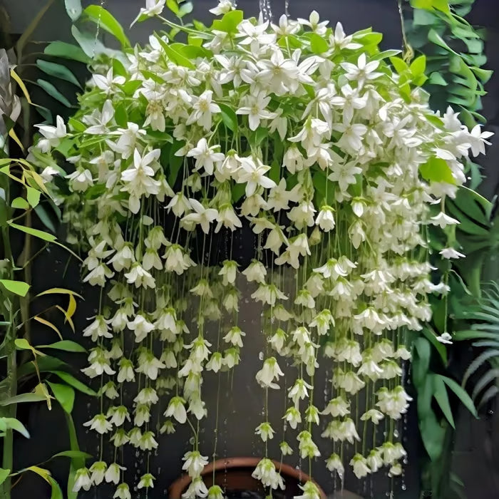 ✨ Midnight Perfume Series Seeds : Pure White Jasmine – Your Soft Night Bloom Scent🌿❄️🌸Buy 1 Get 1 Free🌸