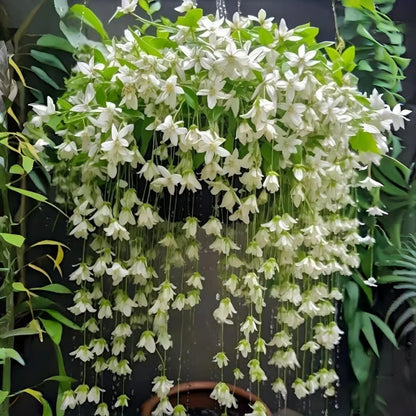 ✨ Midnight Perfume Series Seeds : Pure White Jasmine – Your Soft Night Bloom Scent🌿❄️🌸Buy 1 Get 1 Free🌸
