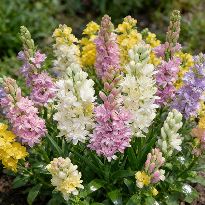 🌺DOUBLE PERFUME TUBEROSE BULBS—MOON GARDEN FLOWER🌺🌹Buy 1 Get 1 Free🌹