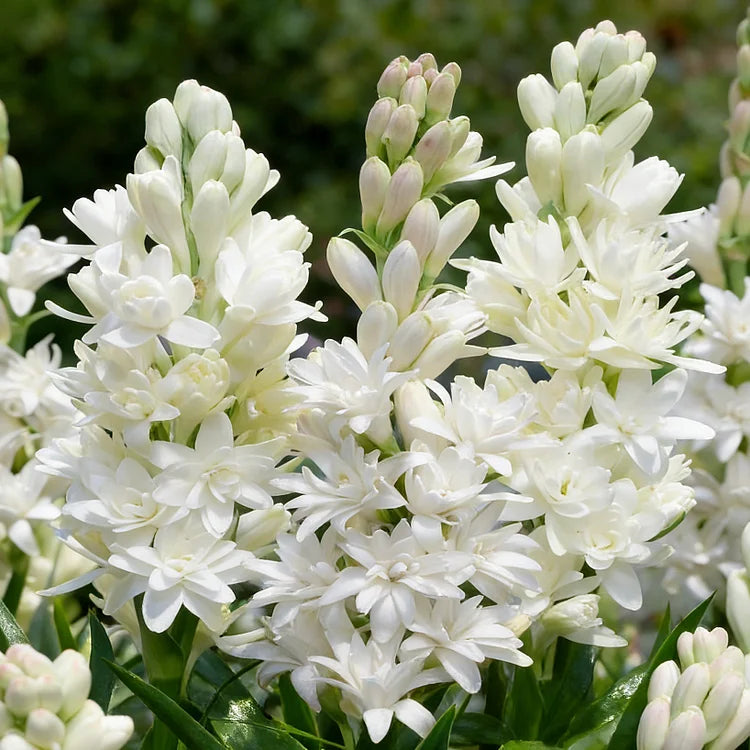 🌺DOUBLE PERFUME TUBEROSE BULBS—MOON GARDEN FLOWER🌺🌹Buy 1 Get 1 Free🌹