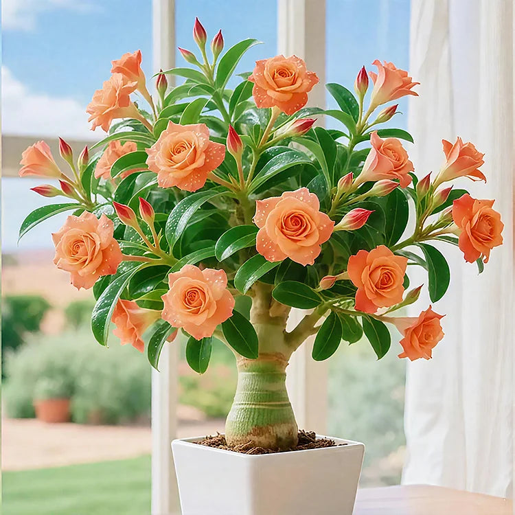 🌵🌺DESERT ROSE BULBS🔥Buy 1 Get 1 Free🔥
