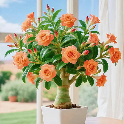 🌵🌺DESERT ROSE BULBS🔥Buy 1 Get 1 Free🔥