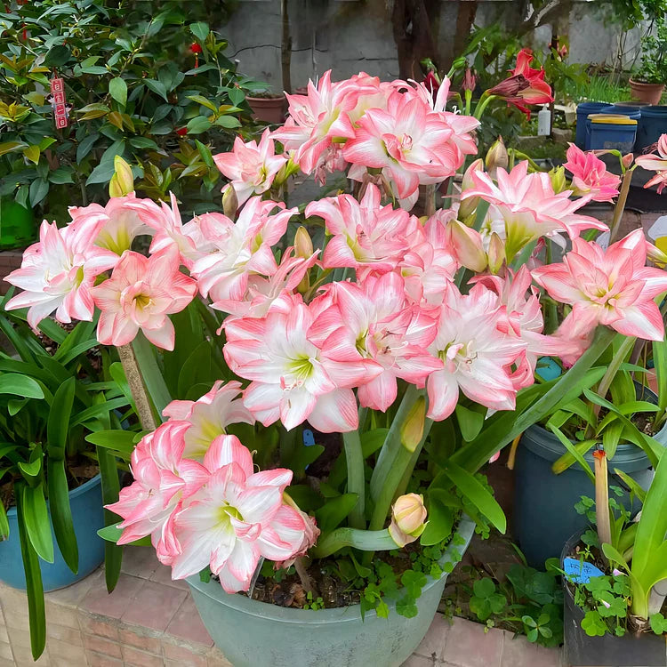 🌺 One Hippeastrum Bulbs, One Stunning Giant Bloom💥🏠🔥Buy 1 Get 1 Free🔥